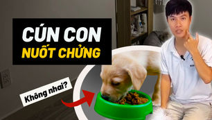 CÚN CON NUỐT CHỬNG