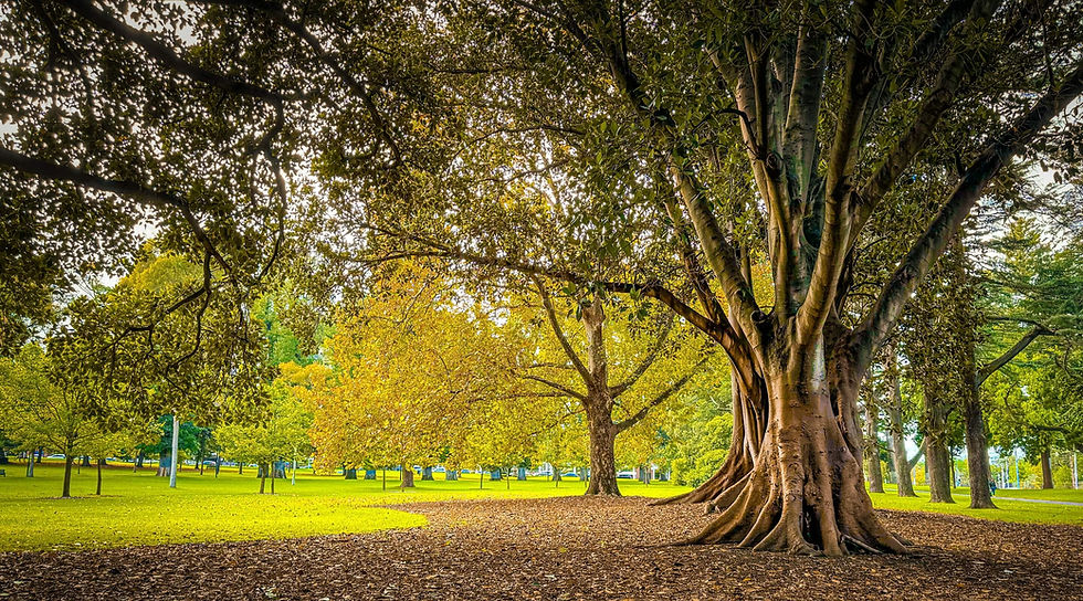 Well established and deeply rooted tree in a community park