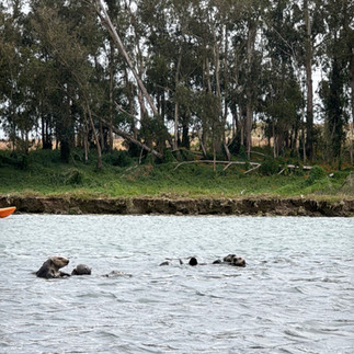Elkhorn Slough otters