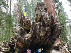 Two kids standing underneath the Fallen Monarch sequoia in Grant Grove Kings Canyon National Park