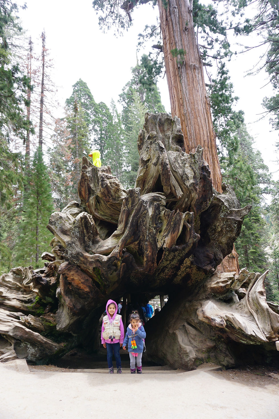 Two kids standing underneath the Fallen Monarch sequoia in Grant Grove Kings Canyon National Park
