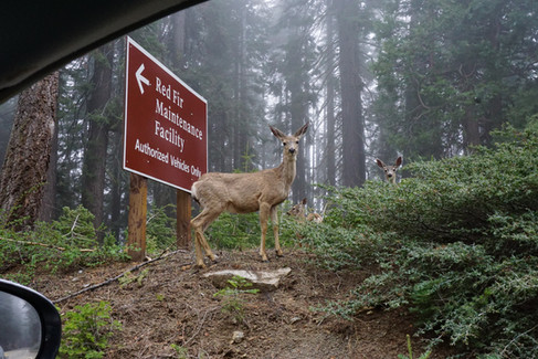 Deer family next to Red Fir sign in Sequoia National Park on the Generals Highway