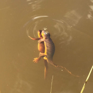 California Newts and When to Catch them Mating!