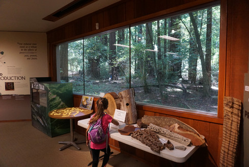 Layal exploring the Henry Cowell Redwoods State Park visitor center nature exhibit on a family camping trip