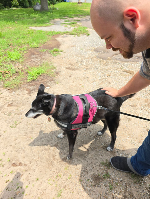 Best Dog Movers Near Me - Houston TX