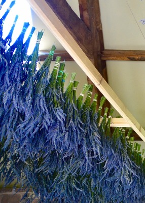 Lavender Drying