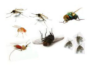 Control of Flying Insects.jpg
