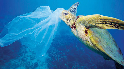 8-plastic-bag-each-day-ft-1170x650.jpeg