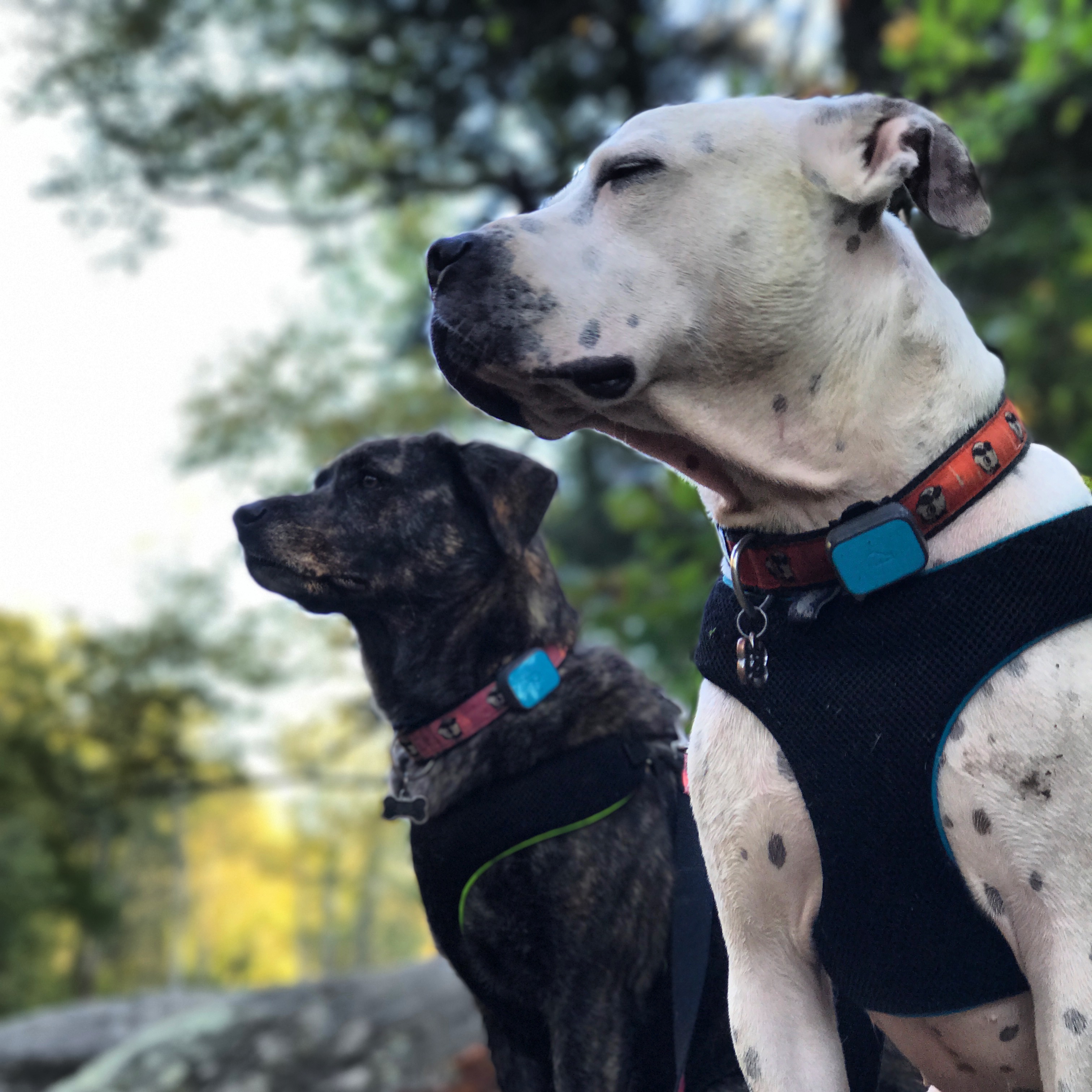 Hereford Bed & Biscuit Boarding & Grooming Kennel in Parkton, MD