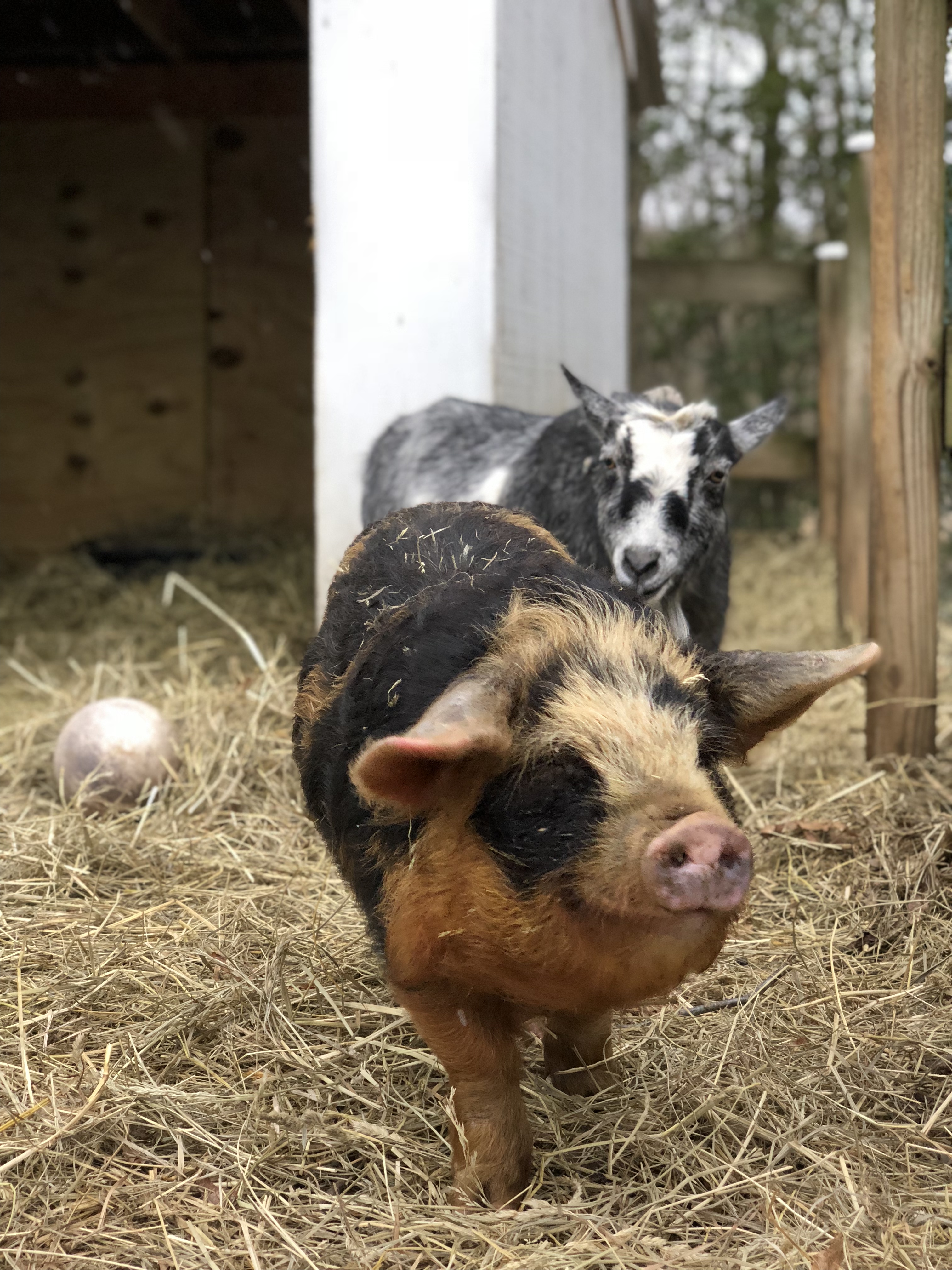 Hereford Bed & Biscuit Boarding & Grooming Kennel in Parkton, MD