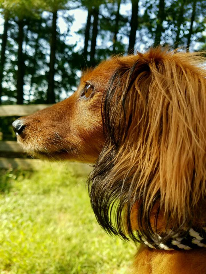 Hereford Bed & Biscuit Boarding & Grooming Kennel in Parkton, MD