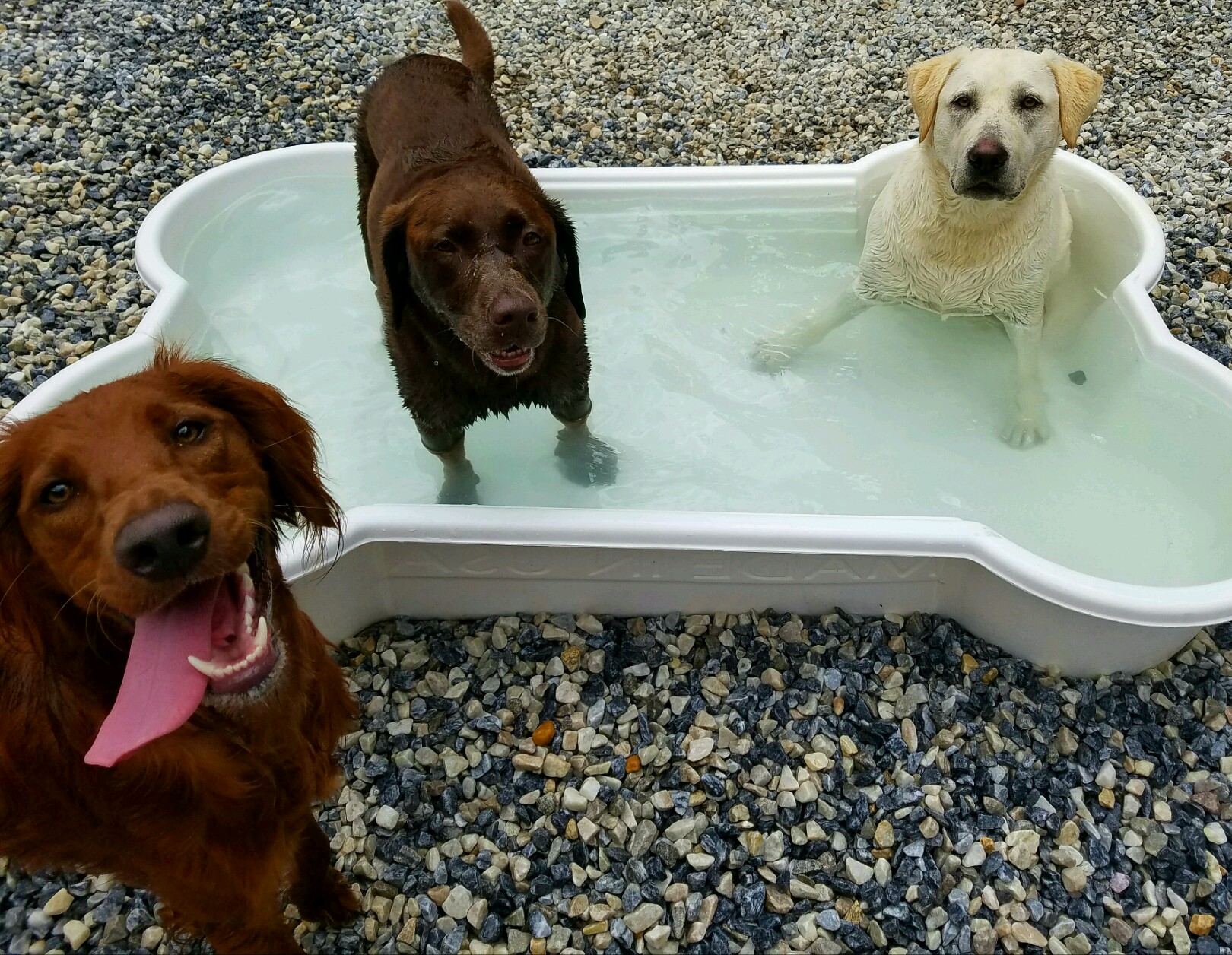 Hereford Bed & Biscuit Boarding & Grooming Kennel in Parkton, MD