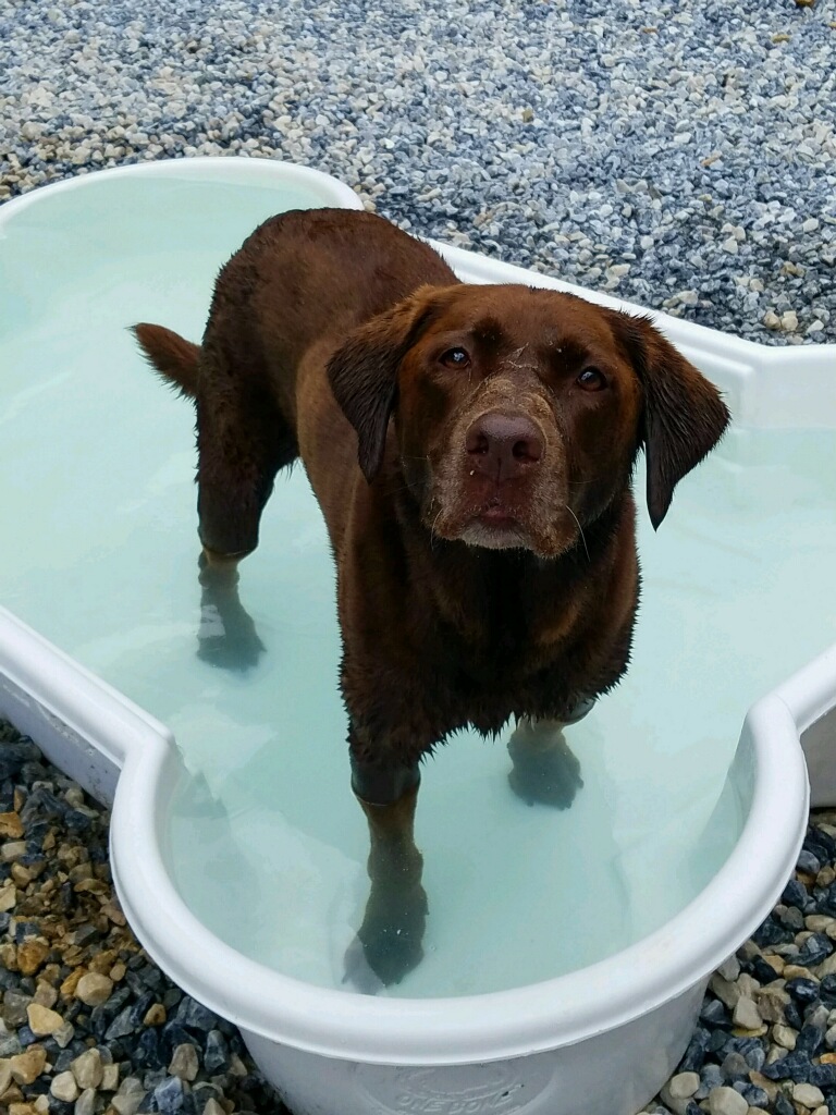 Hereford Bed & Biscuit Boarding & Grooming Kennel in Parkton, MD