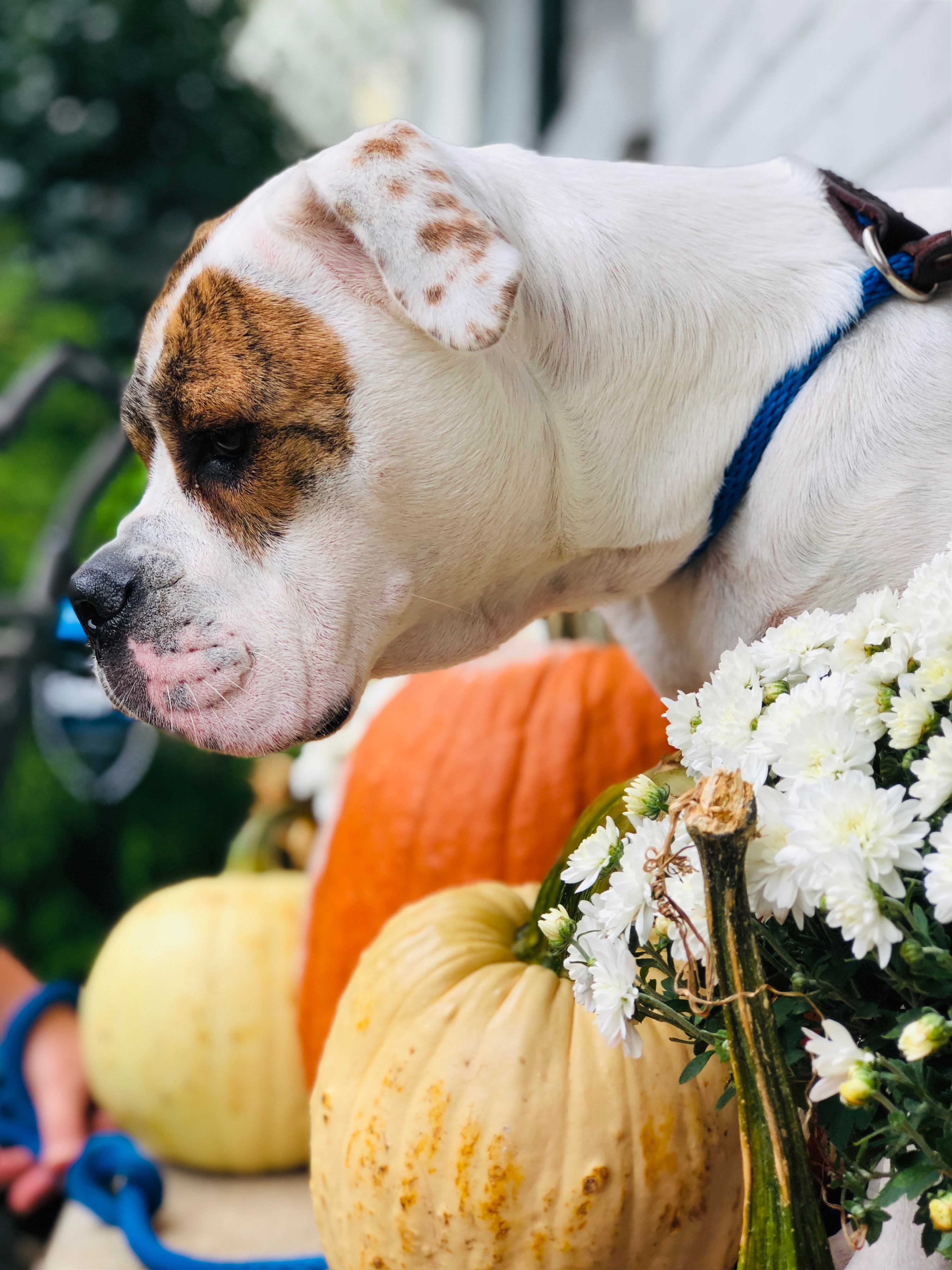 Hereford Bed & Biscuit Boarding & Grooming Kennel in Parkton, MD