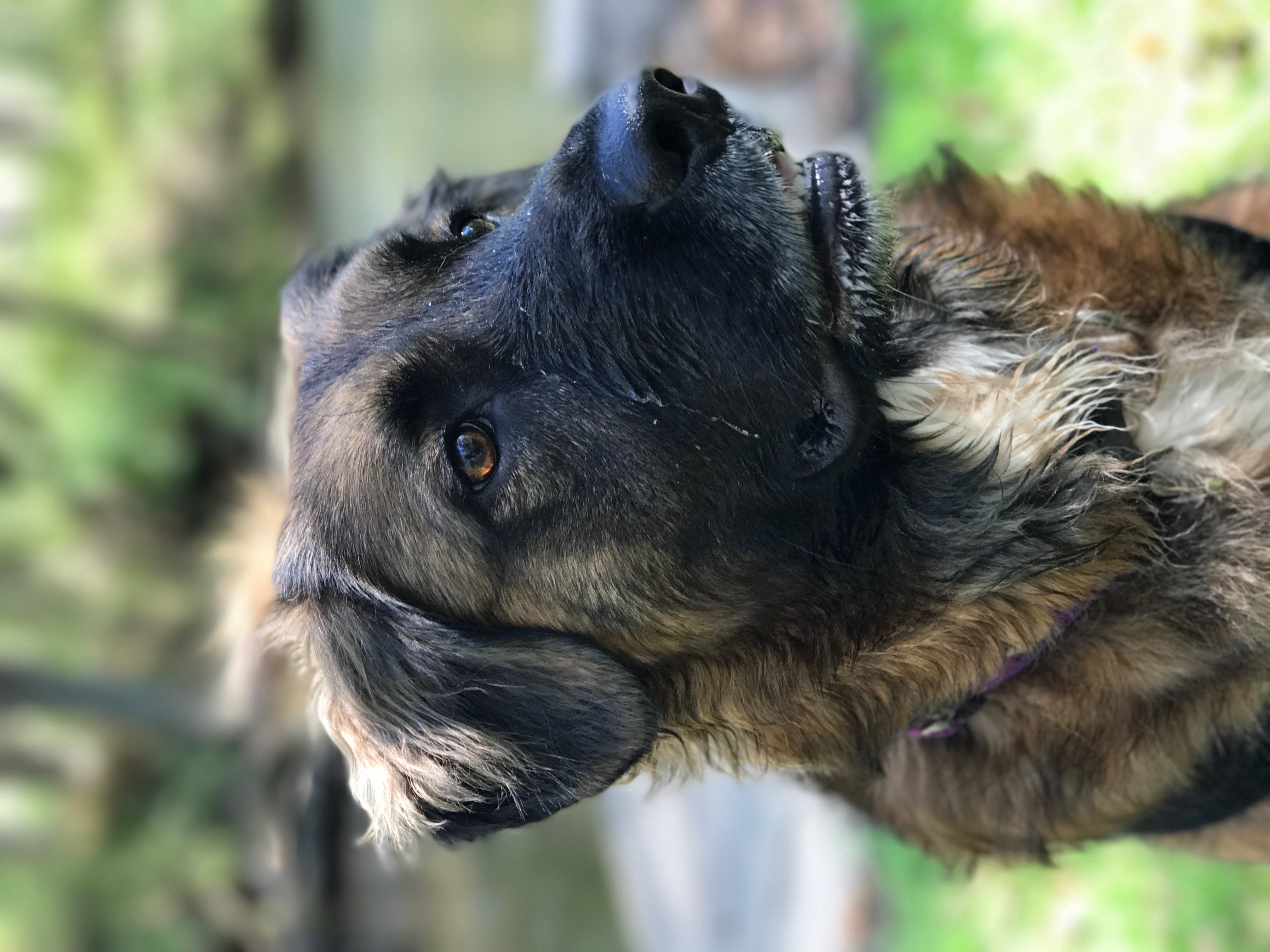 Hereford Bed & Biscuit Boarding & Grooming Kennel in Parkton, MD