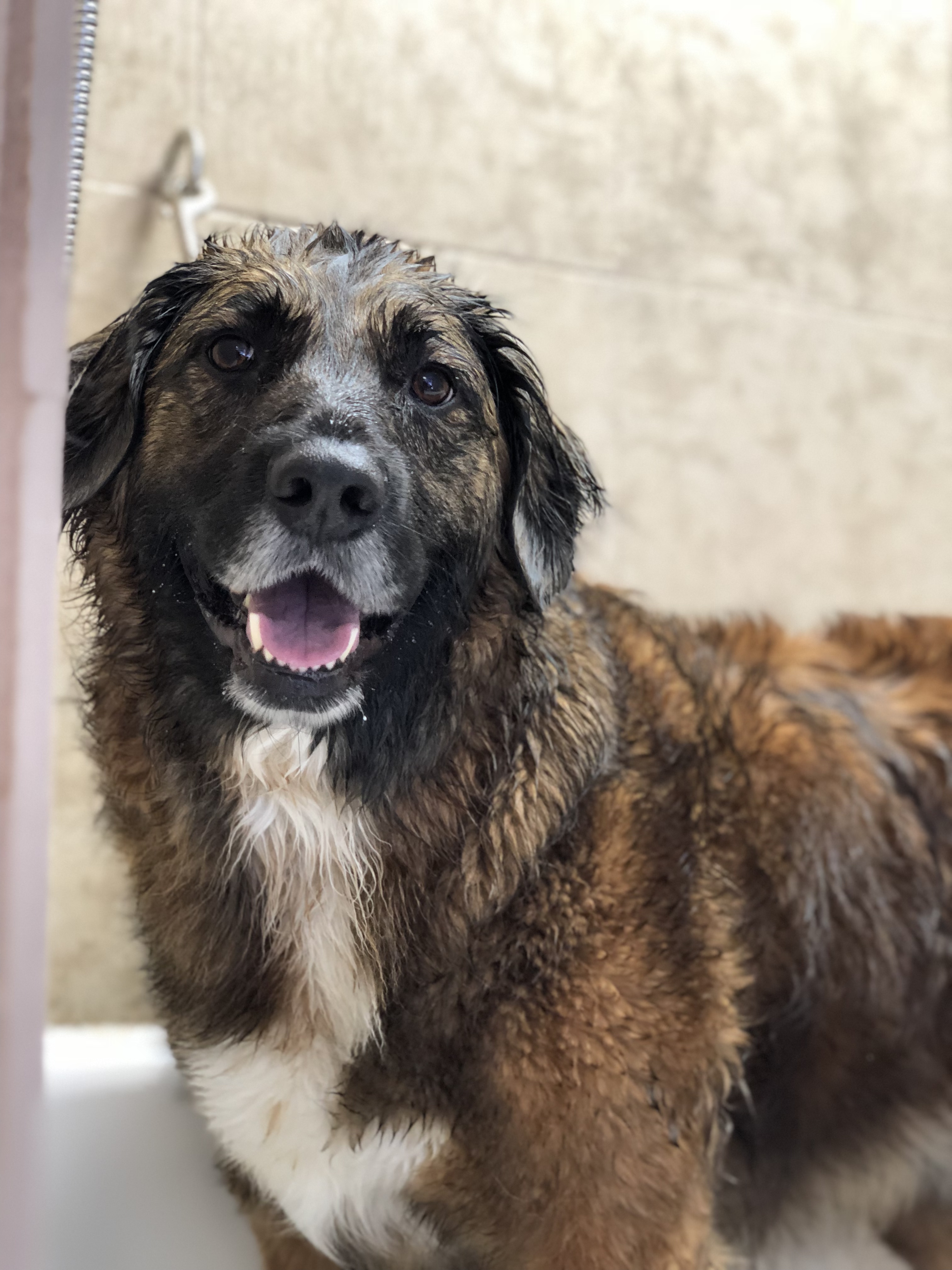 Hereford Bed & Biscuit Boarding & Grooming Kennel in Parkton, MD