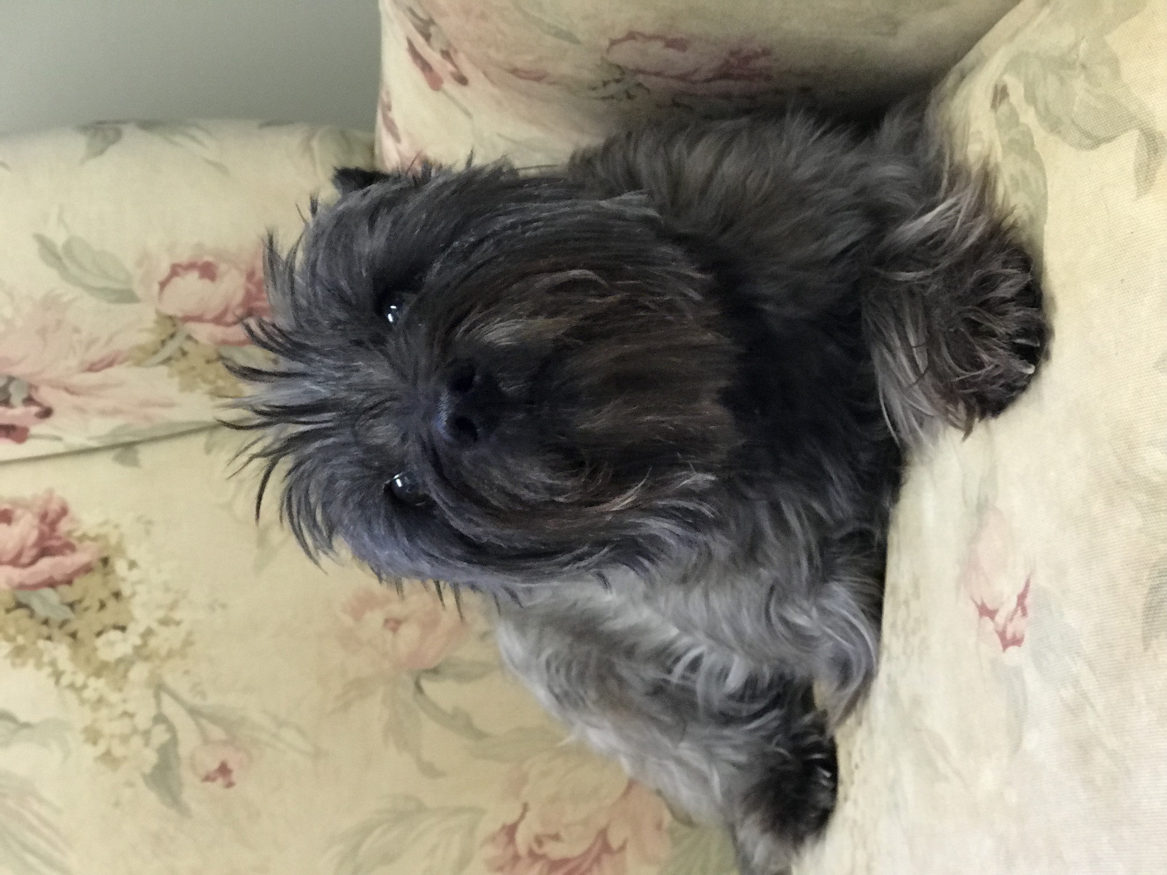 Hereford Bed & Biscuit Boarding & Grooming Kennel in Parkton, MD