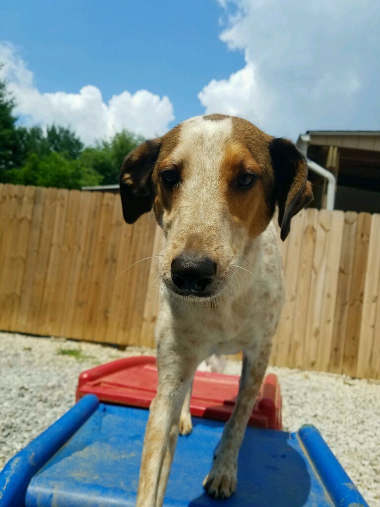Hereford Bed & Biscuit Boarding & Grooming Kennel in Parkton, MD