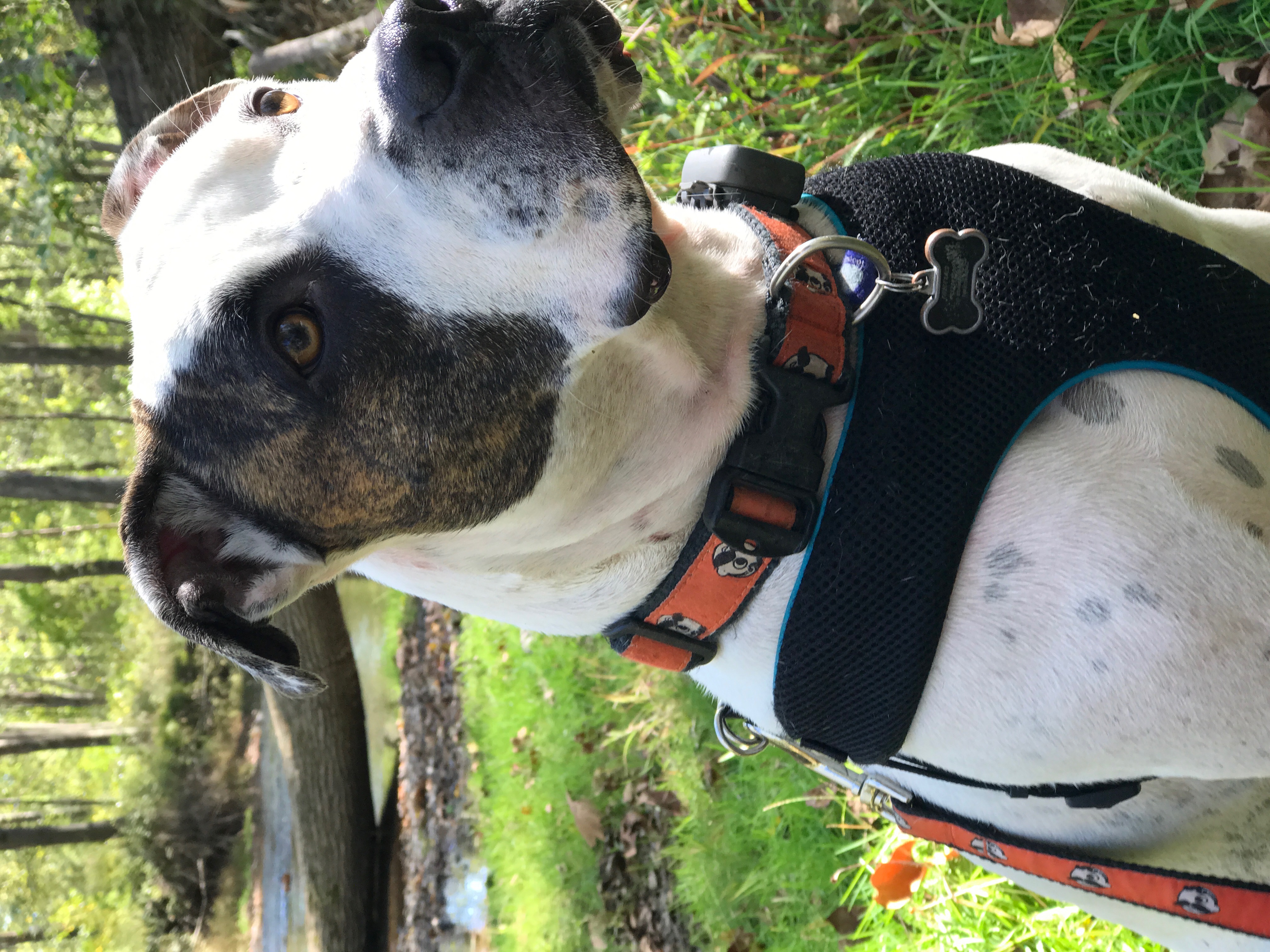 Hereford Bed & Biscuit Boarding & Grooming Kennel in Parkton, MD