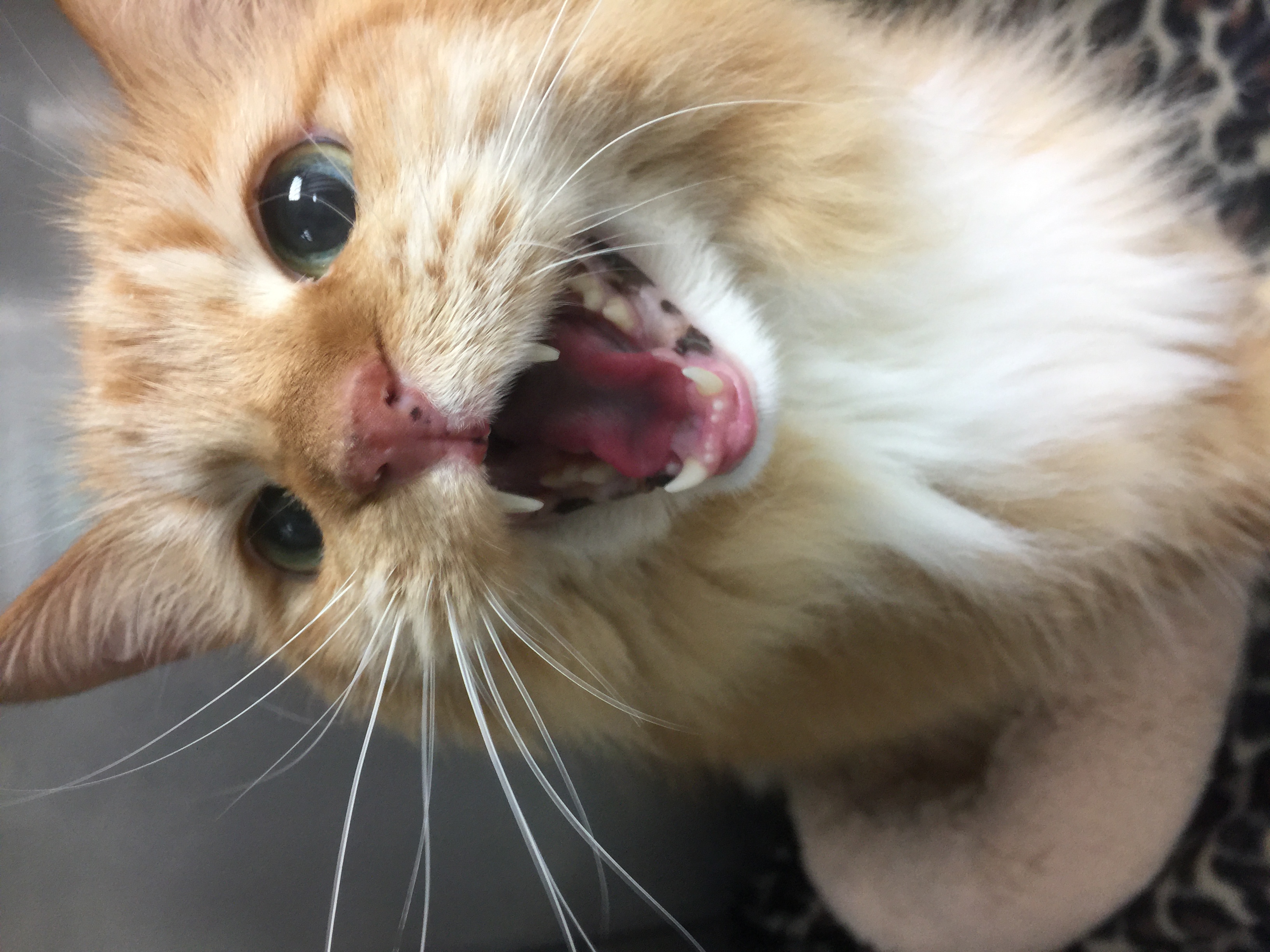 Hereford Bed & Biscuit Boarding & Grooming Kennel in Parkton, MD