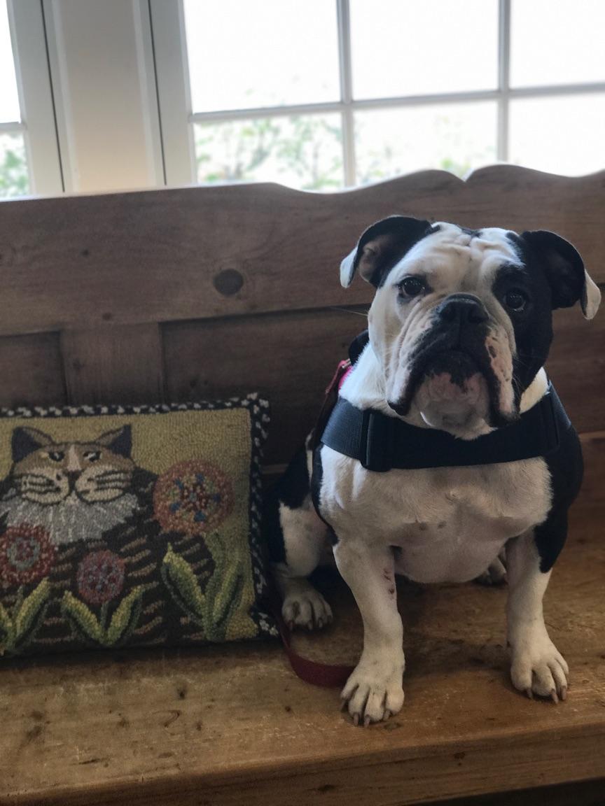 Hereford Bed & Biscuit Boarding & Grooming Kennel in Parkton, MD