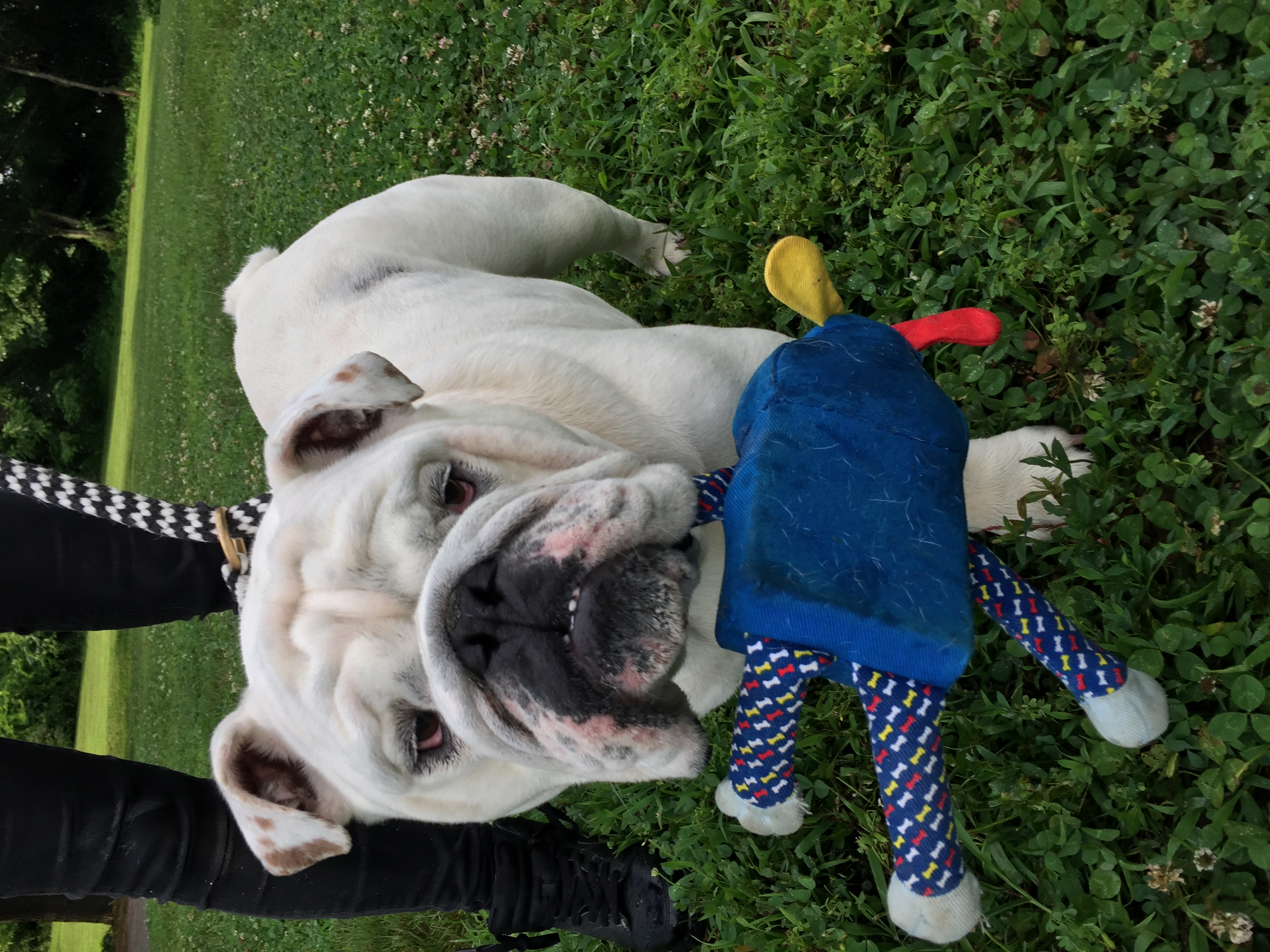 Hereford Bed & Biscuit Boarding & Grooming Kennel in Parkton, MD