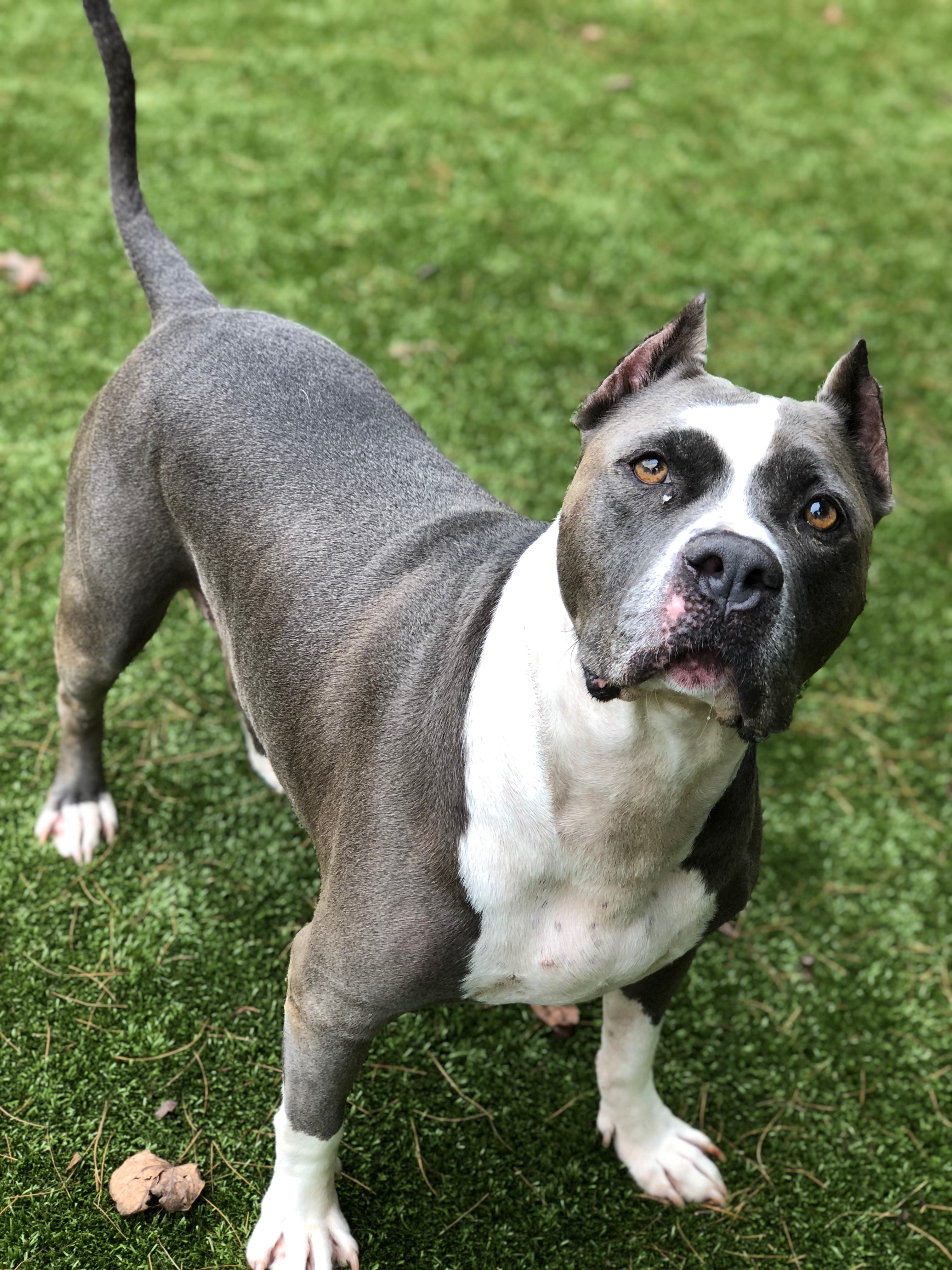 Hereford Bed & Biscuit Boarding & Grooming Kennel in Parkton, MD