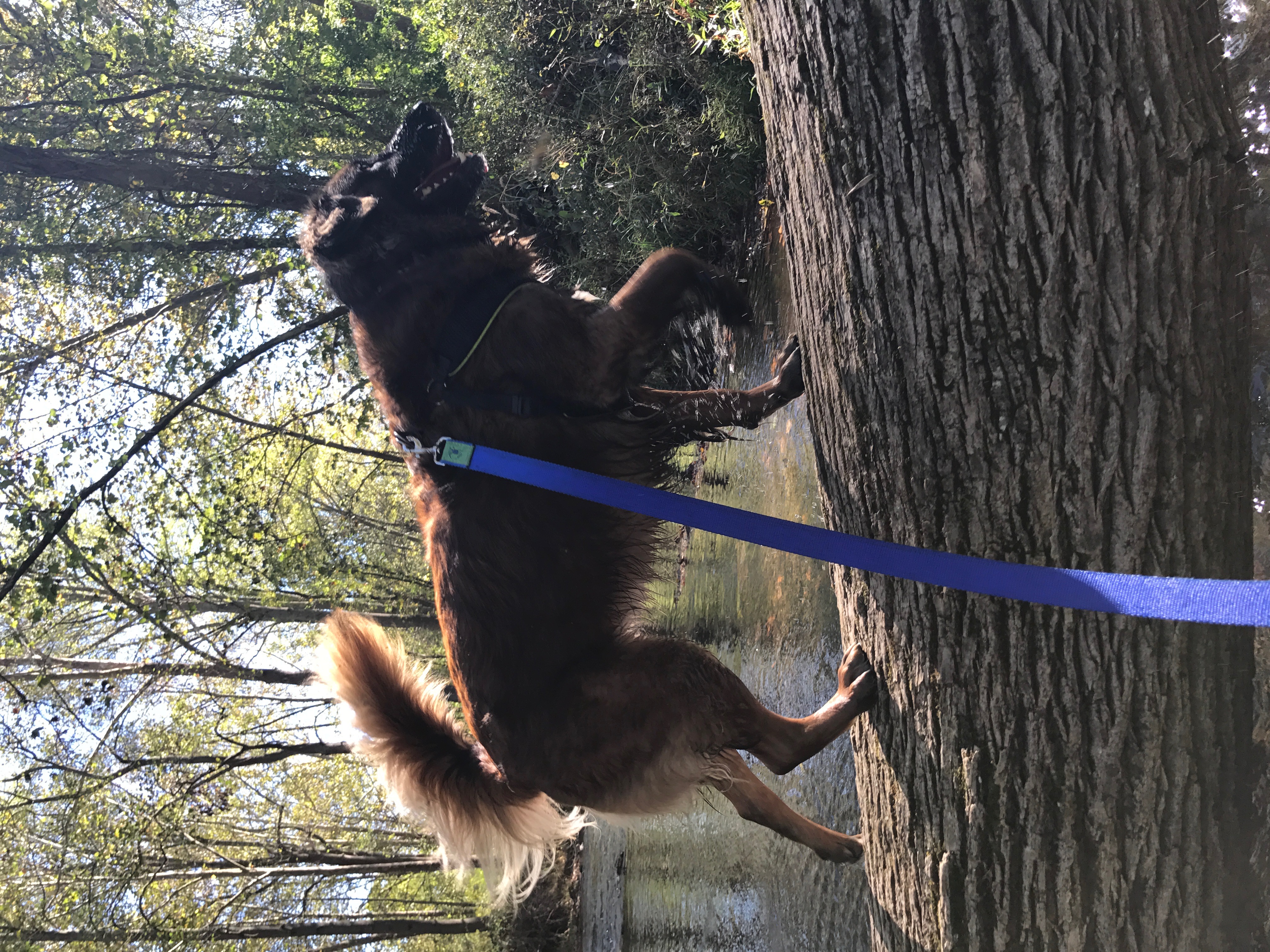 Hereford Bed & Biscuit Boarding & Grooming Kennel in Parkton, MD