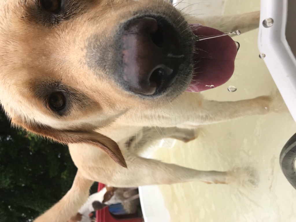 Hereford Bed & Biscuit Boarding & Grooming Kennel in Parkton, MD