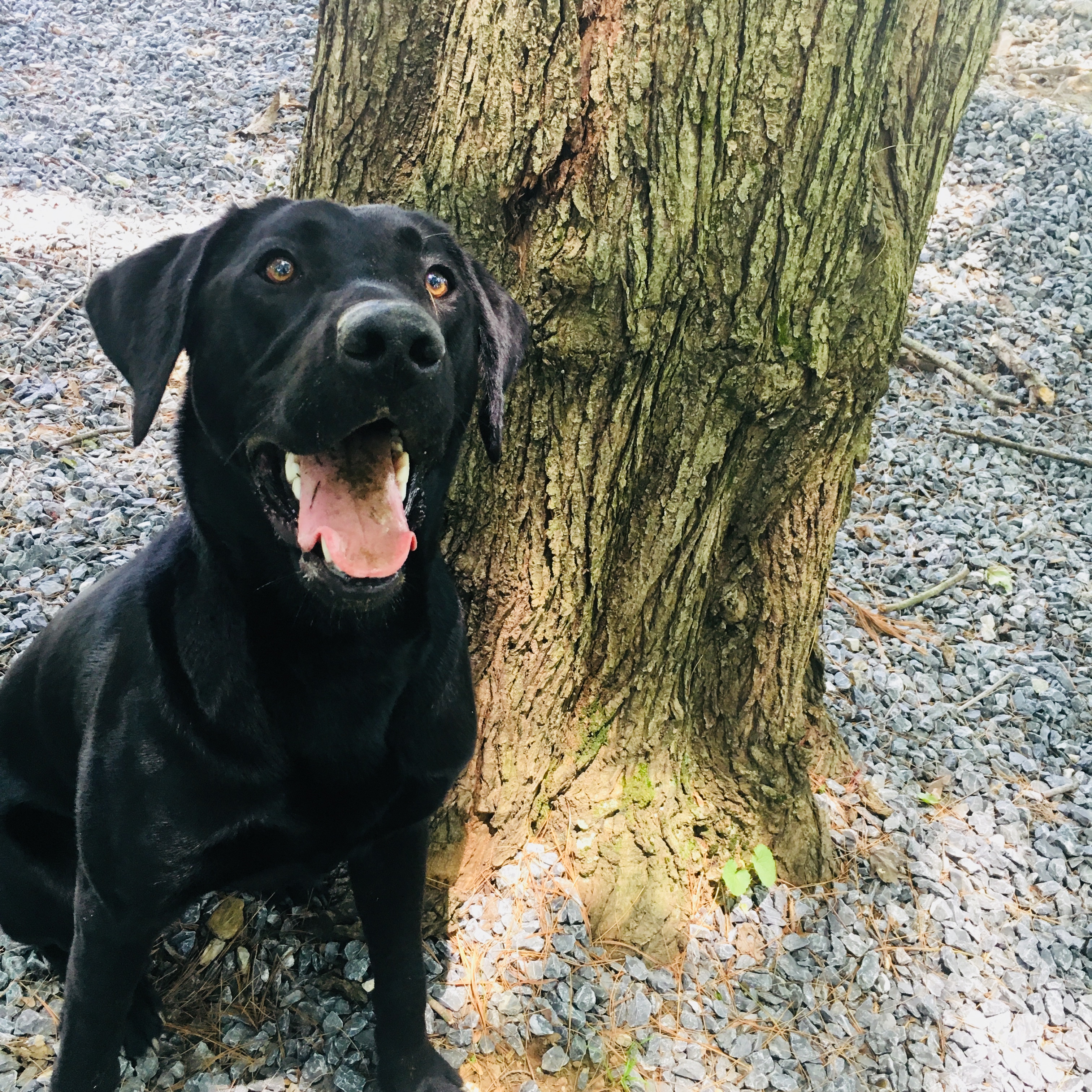 Hereford Bed & Biscuit Boarding & Grooming Kennel in Parkton, MD