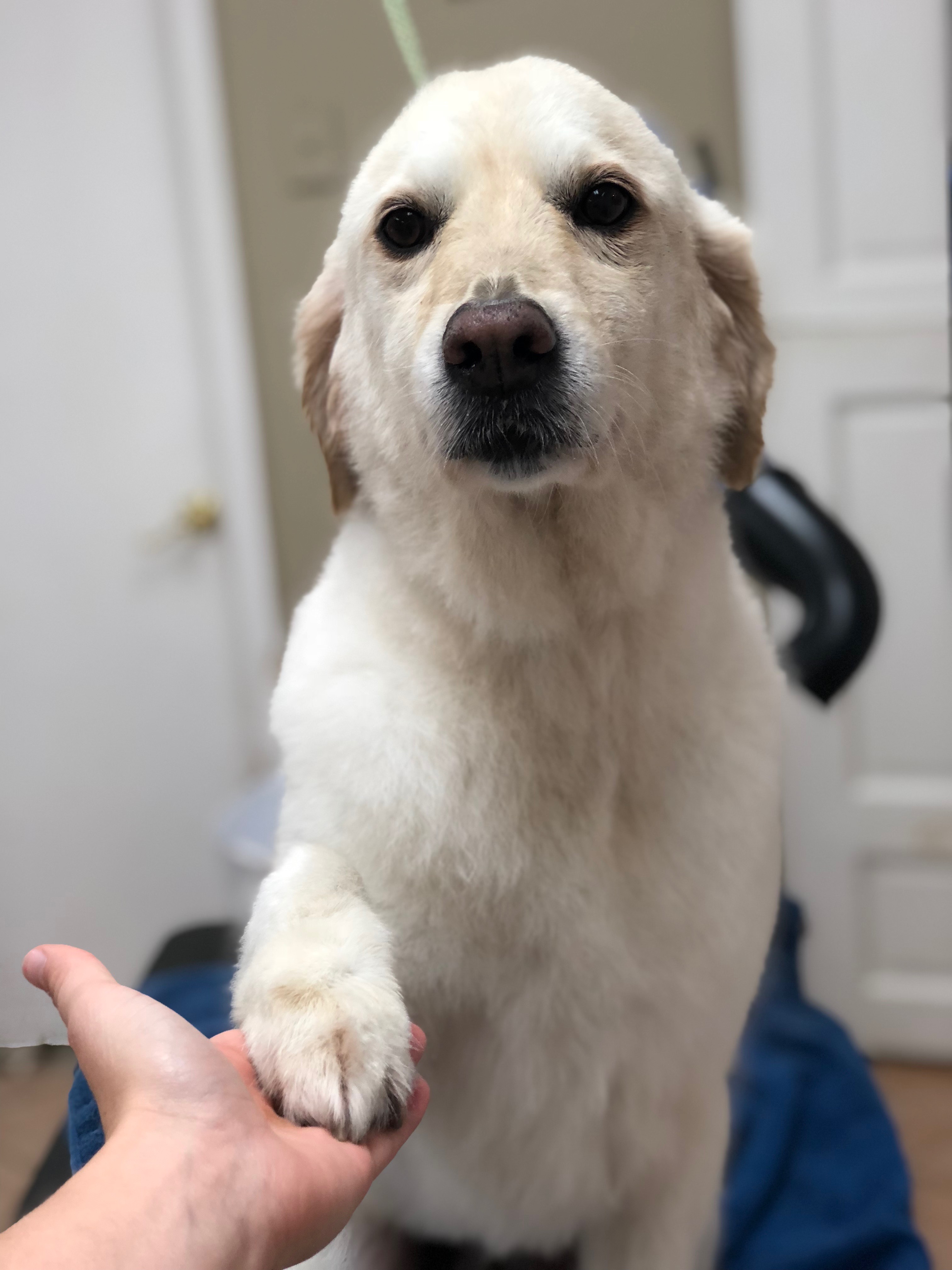 Hereford Bed & Biscuit Boarding & Grooming Kennel in Parkton, MD