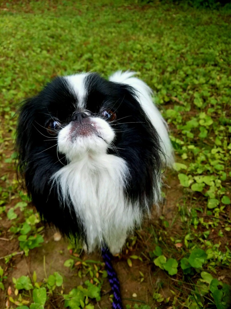 Hereford Bed & Biscuit Boarding & Grooming Kennel in Parkton, MD