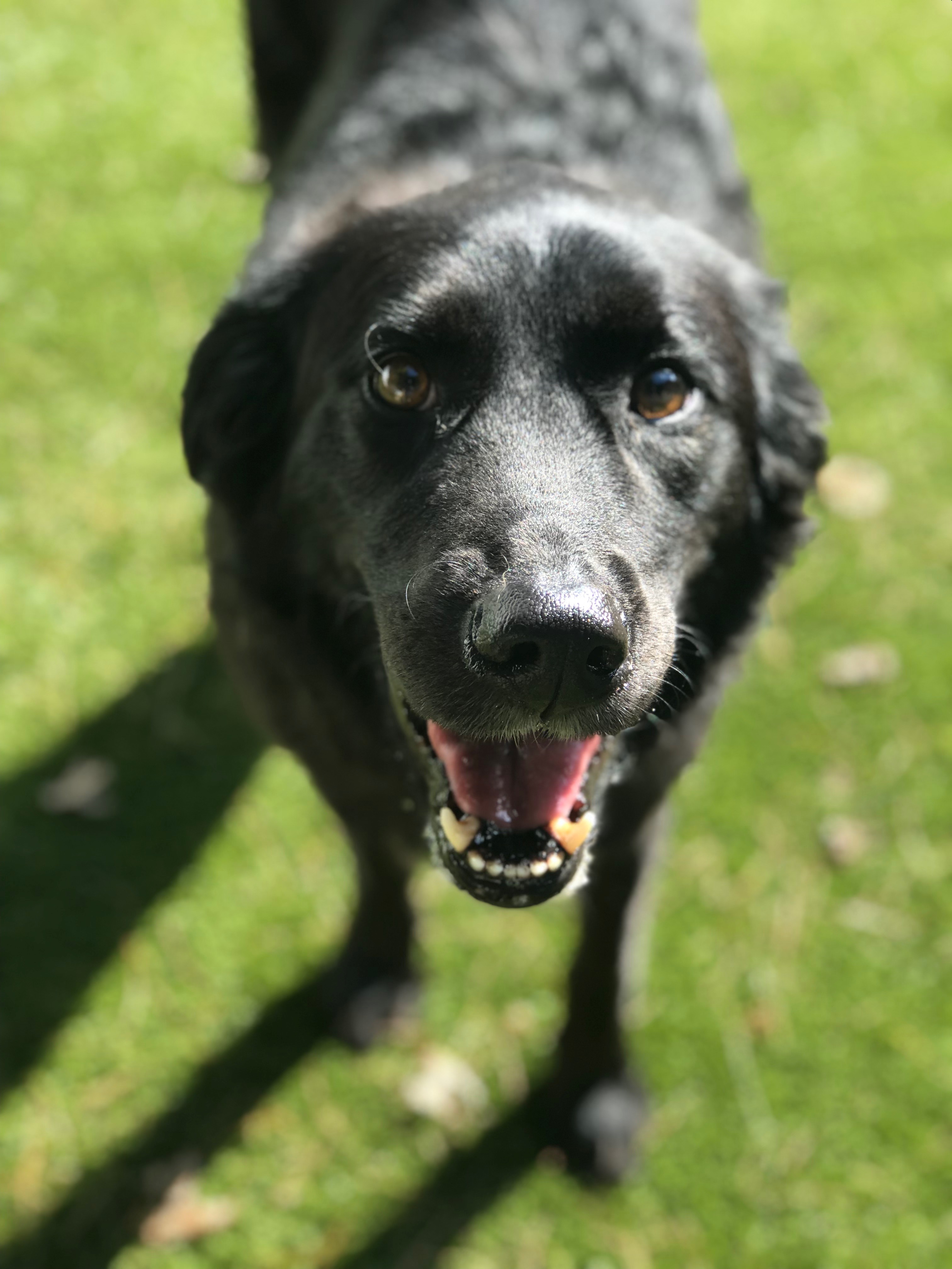 Hereford Bed & Biscuit Boarding & Grooming Kennel in Parkton, MD