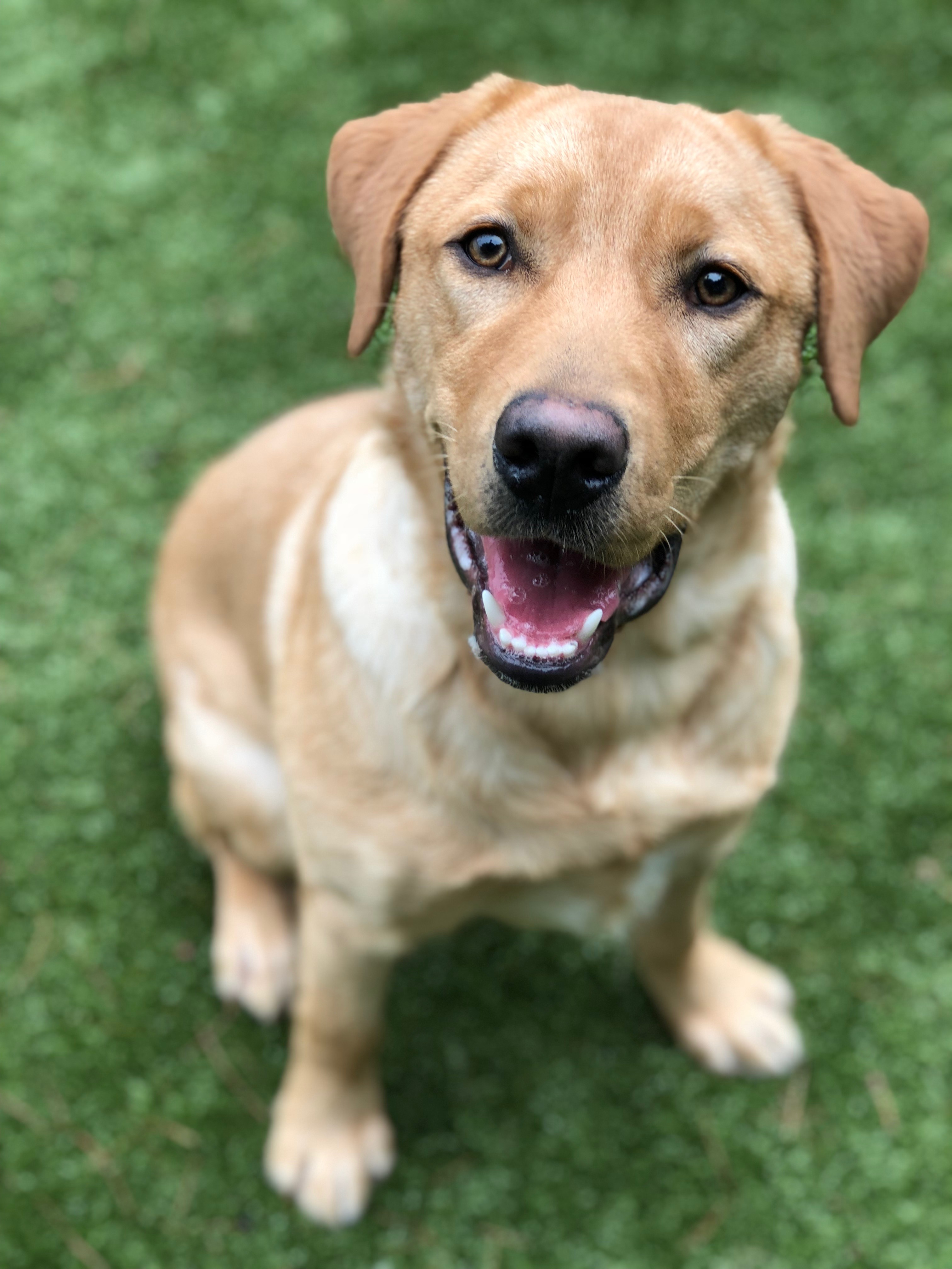 Hereford Bed & Biscuit Boarding & Grooming Kennel in Parkton, MD