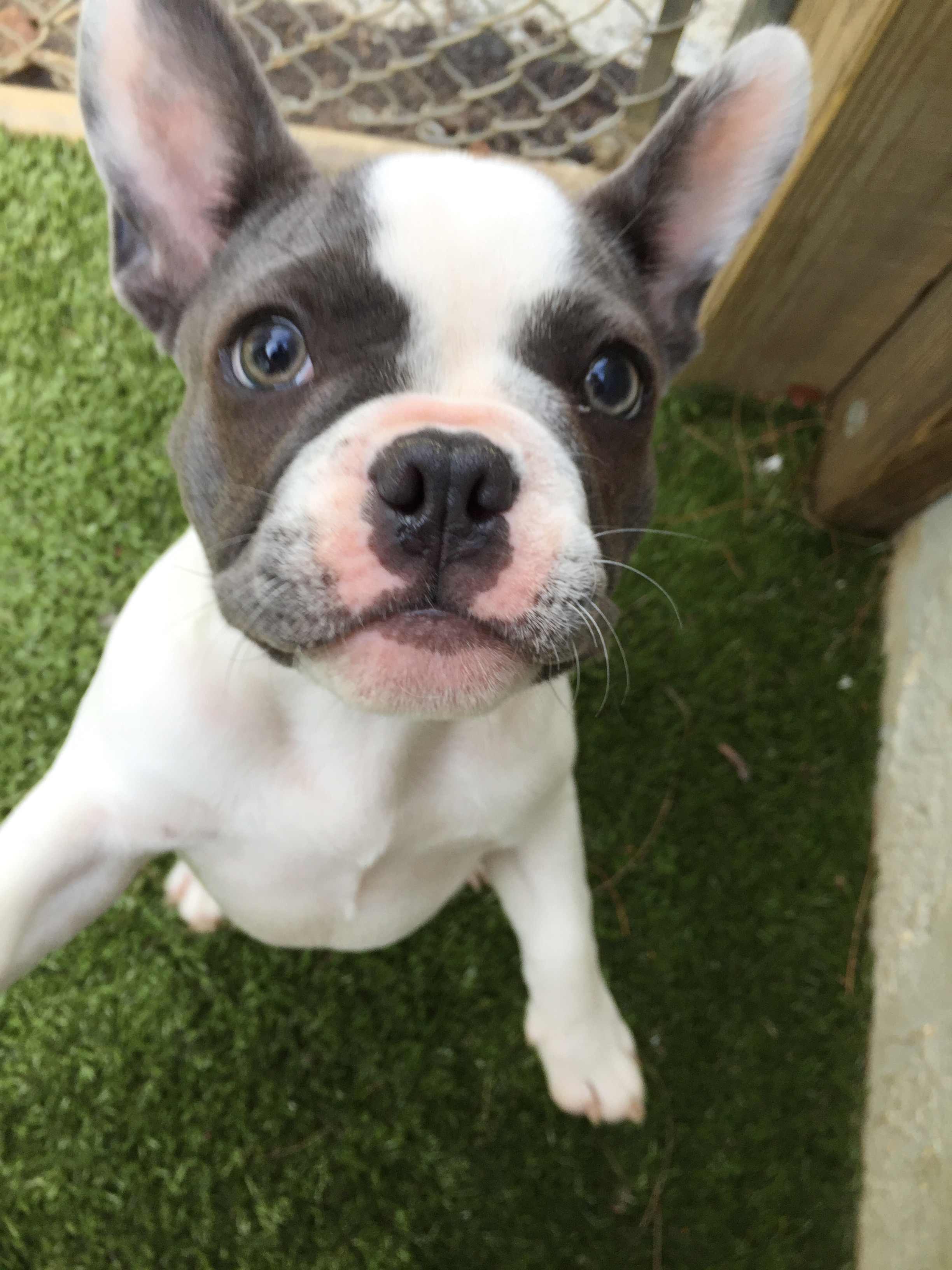 Hereford Bed & Biscuit Boarding & Grooming Kennel in Parkton, MD