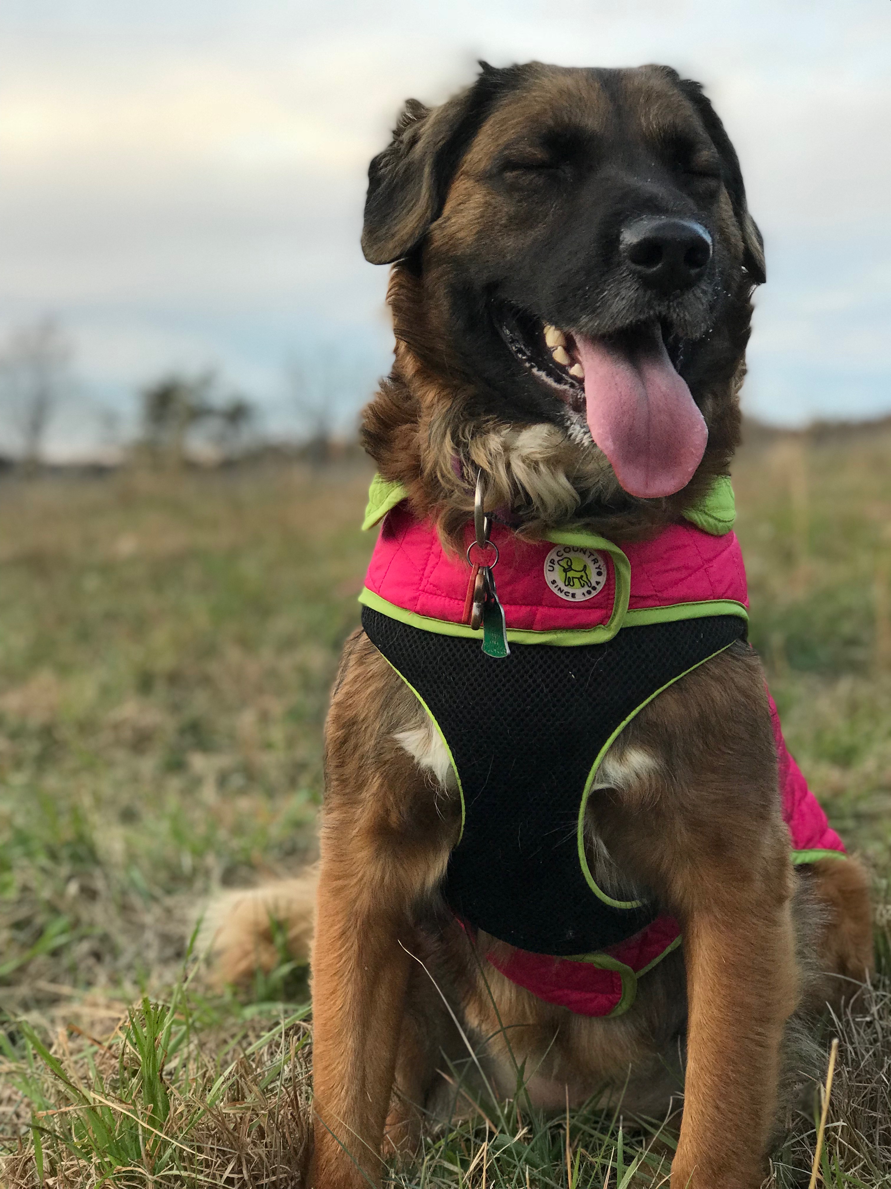Hereford Bed & Biscuit Boarding & Grooming Kennel in Parkton, MD