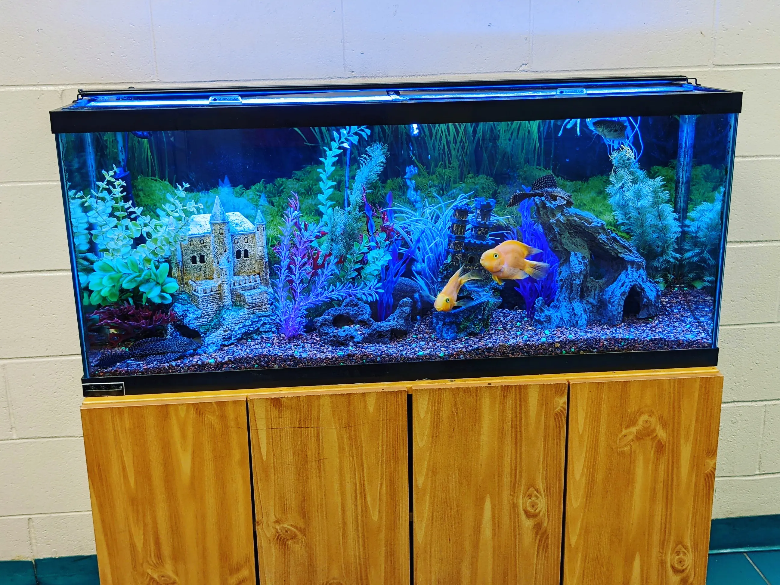 Freshwater Aquariums | Premier Aquariums
