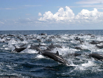 Jumping for Joy in our Multidimensional Southern Costa Rica
