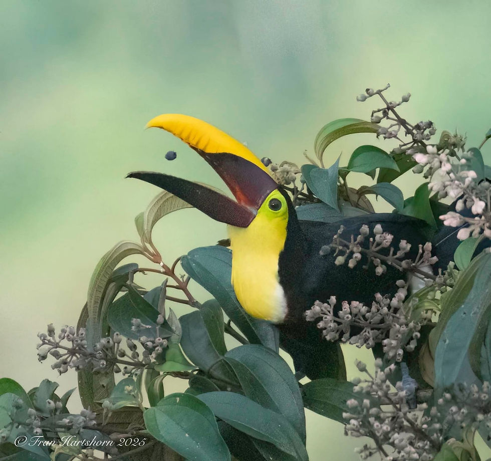 This Yellow-throated Toucan (Ramphastos ambiguus) is a Least Concern species of bird... doing bird stuff! Captured at San Ramón Norte by the very talented Fran Hartshorn.