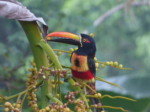 Spanish Paella & Much More to enjoy in our Blessed Southern Zone of Costa Rica