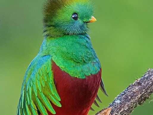     Resplendent Quetzal (Pharomachrus mocinno) by Pooja Bhagwat