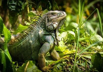 Iggy Pop Welcomes You to our Wild & Wonderful Southern Zone of Costa Rica
