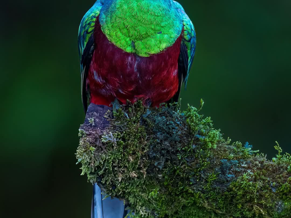 Pink Full Moon Illuminating Our Ever Colourful Southern Zone of Costa Rica