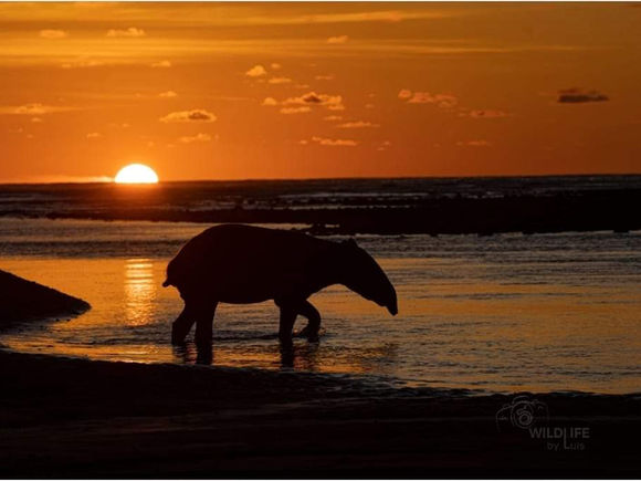 Loving our Lives in the Blessed Southern Zone of Costa Rica