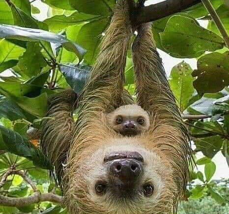 We Love Sloths in the Wonderful Southern Zone of Costa Rica