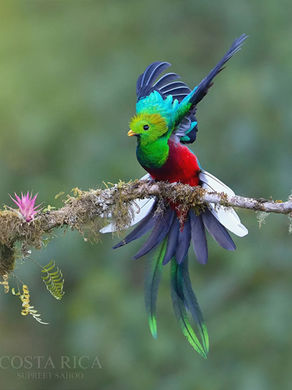 quetzal on a branch