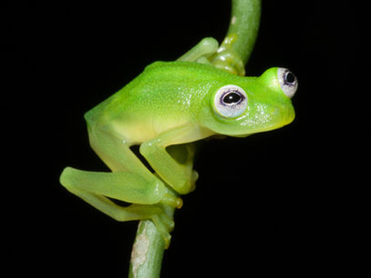 Dancing in the Rain ... New Frog Species Discovered near us in the Southern Zone of Costa Rica