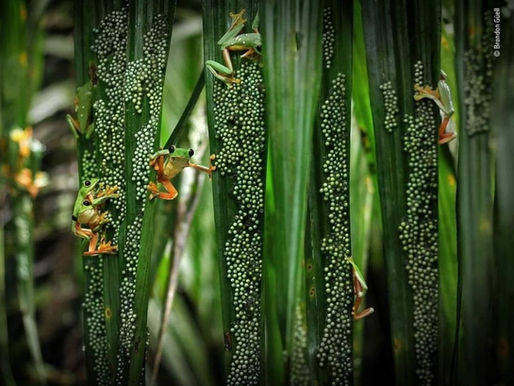Goblins and Gushers in our Spirit-Filled Southern Zone of Costa Rica