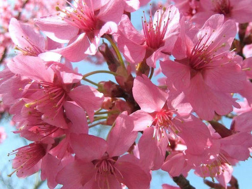 Gratitude for living in the community oriented Southern Zone of Costa Rica