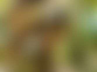 Being a Happy Sloth in our Sloooooowing Down Southern Zone of Costa Rica